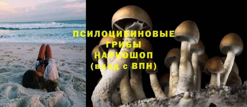 дарк нет телеграм  Асбест  Галлюциногенные грибы Psilocybine cubensis 